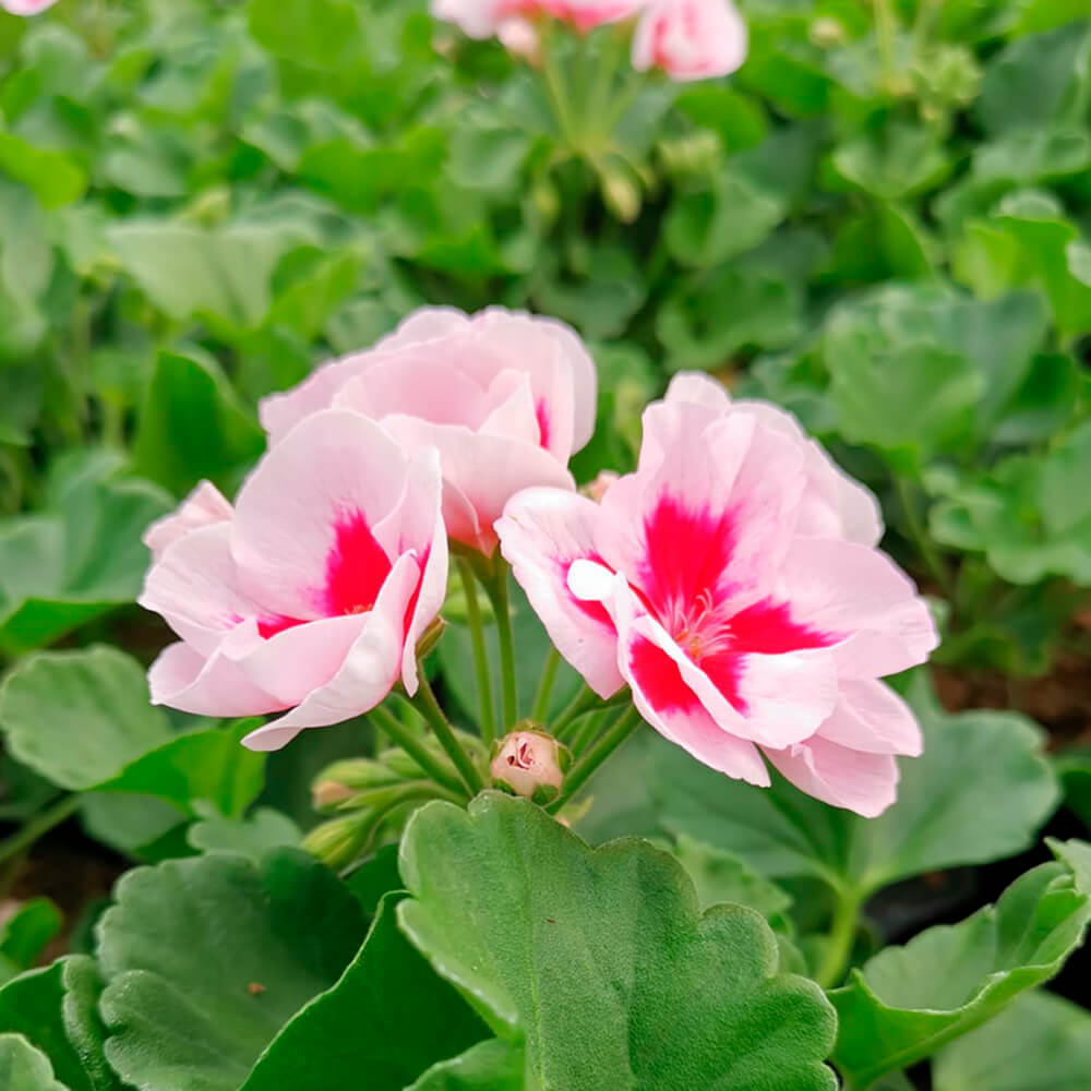 Pelargonija stajaća – 6